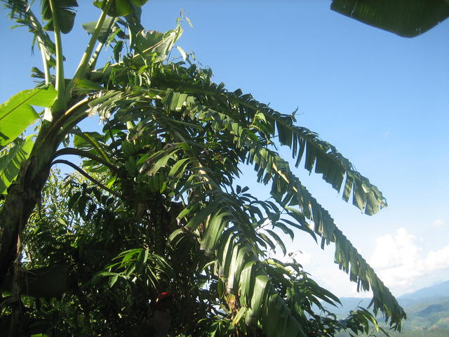 Banana plant - free image