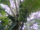 banana tree