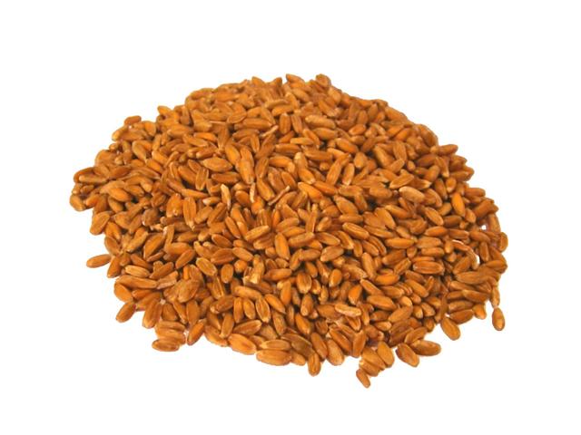 Barley - free image