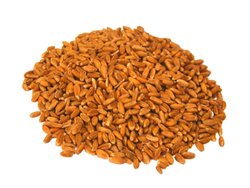 Barley