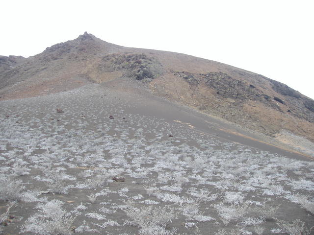 barren land vegetation - free image