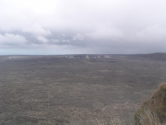 barren vegetation - free image