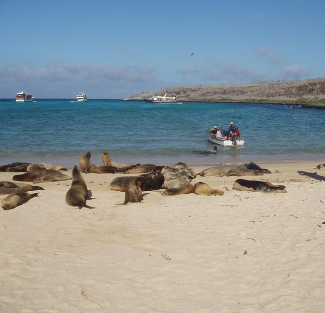 Beach animal - free image