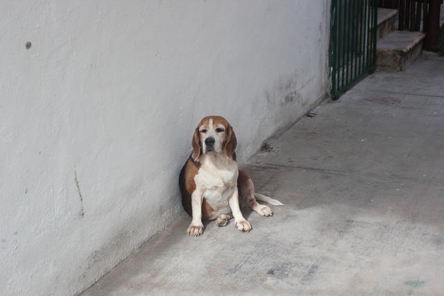 beagle - free image