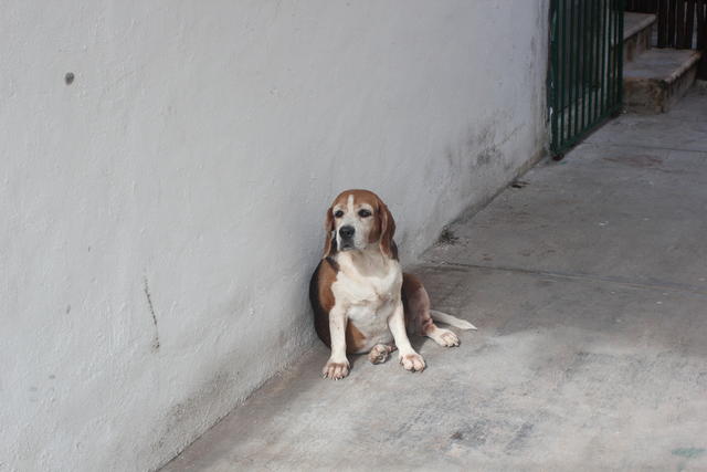 Beagle dog - free image