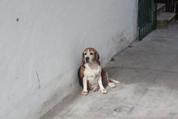 Beagle dog