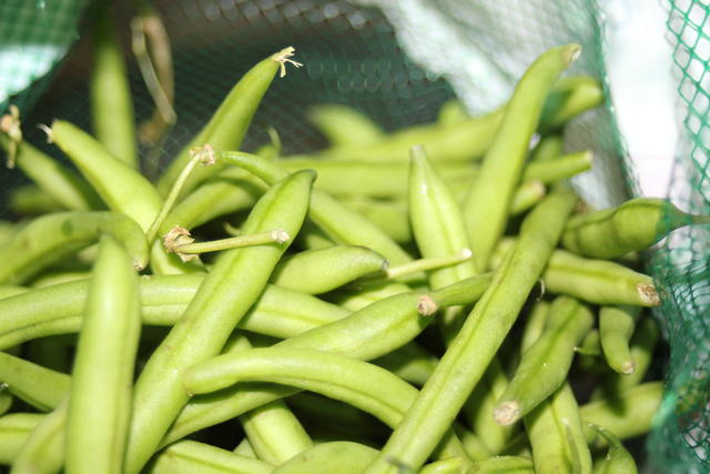 beans - free image