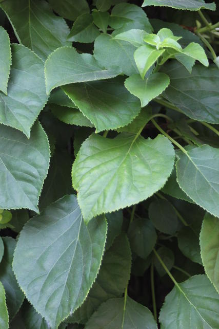 Beautiful blades of  Leaves - free image