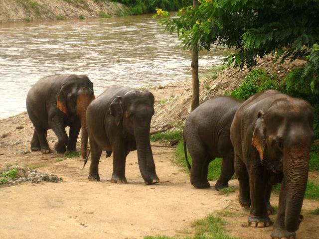 beautiful elephants - free image