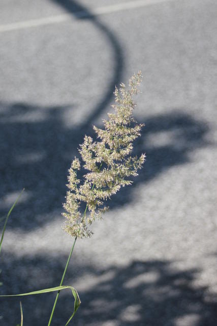 beautiful grass flower - free image