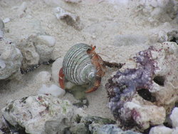 beautiful hermit crab