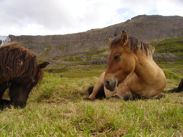 Beautiful horses - free image