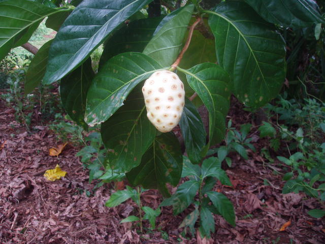 beautiful noni fruit - free image