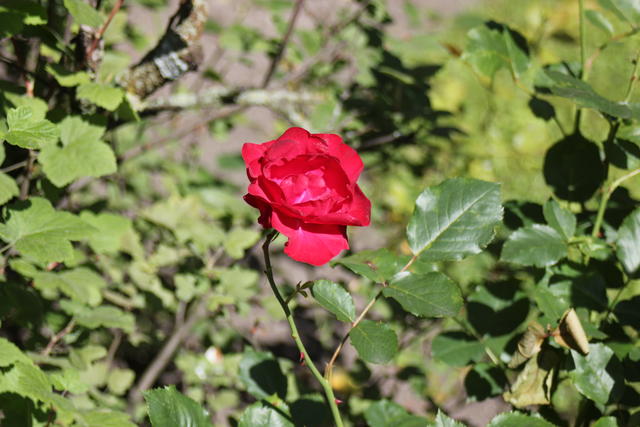 Beautiful Pink Rose - free image