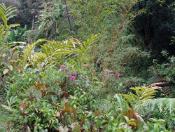 beautiful plants and flowers