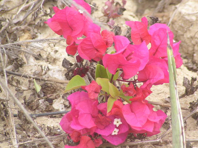 beautiful red flowers - free image