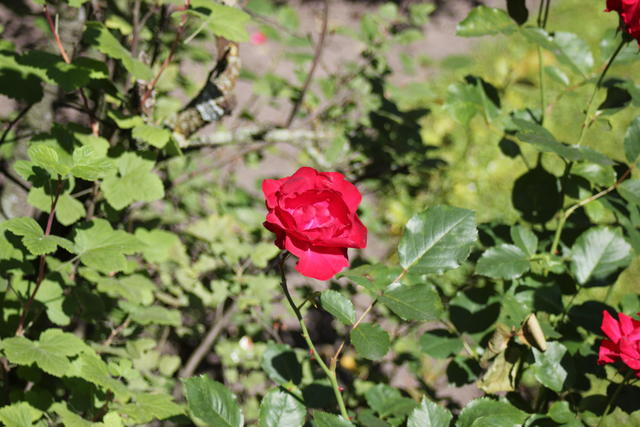 Beautiful rose - free image