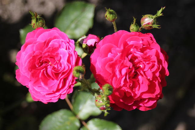 Beautiful Rose - free image