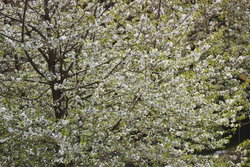 Beautiful tree branches