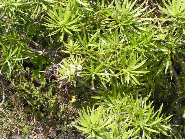 beautiful view of plants - free image