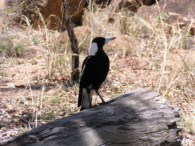 Beautiful weird bird - free image