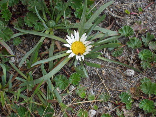 beautiful white flower - free image