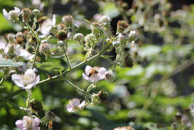 Bee on blackberry - free image