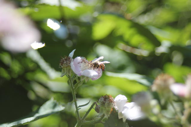 bee pollinating - free image