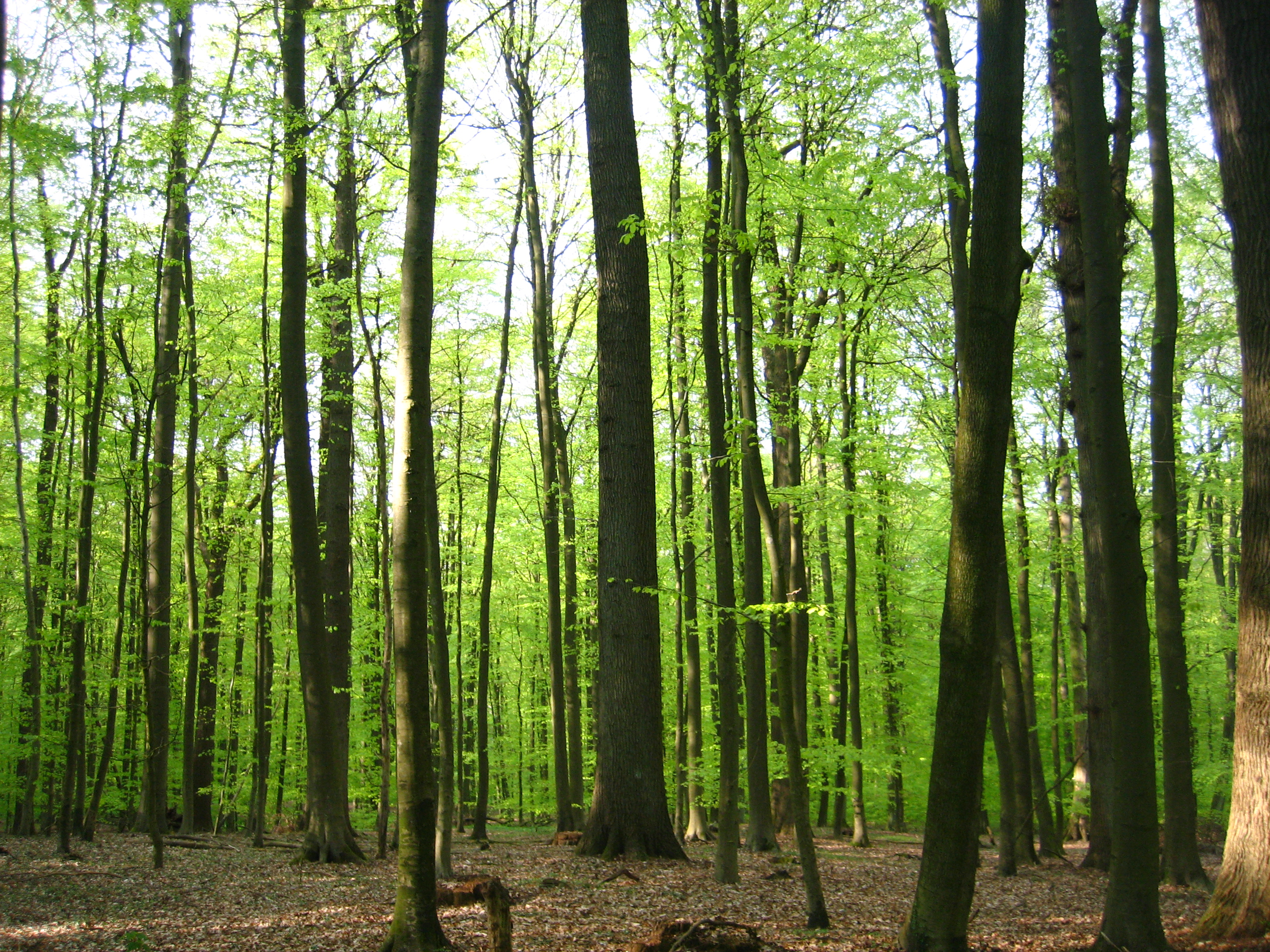 beech forest  open fotos free open source photos 