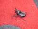 Beetle from close