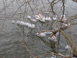 bending frozen branches