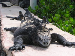 big iguana