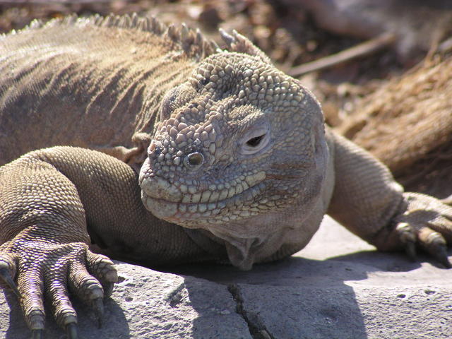 big land iguana - free image
