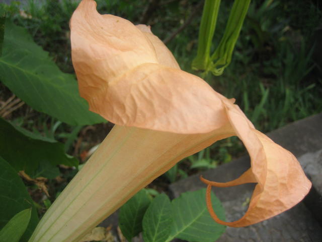 bindweed flower - free image