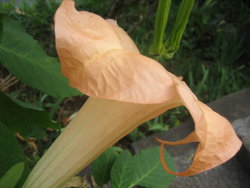 bindweed flower