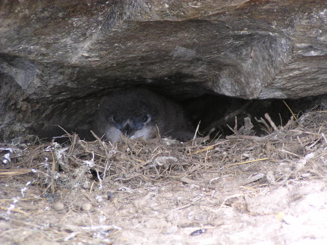 bird hiding - free image