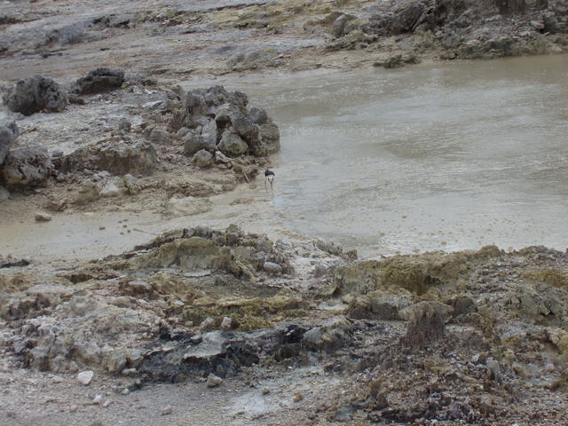 bird in the pond - free image