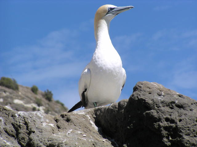 bird on the rock - free image