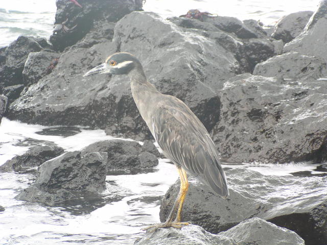 Bird´s contemplation - free image