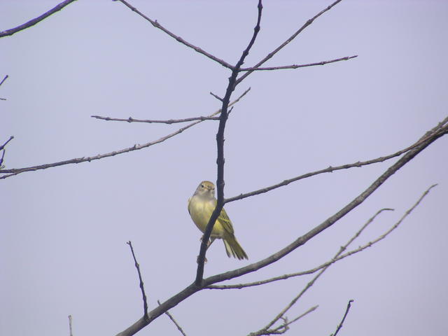 Bird sitting in a tree - free image