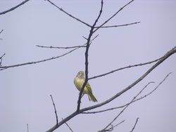 Bird sitting in a tree