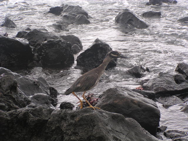 Bird standing on the rock - free image