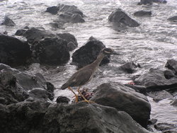 Bird standing on the rock