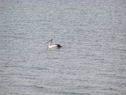 bird swimming in a lagoon