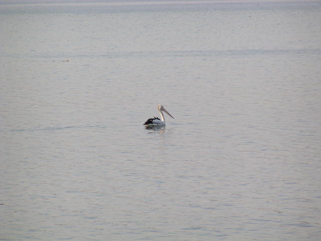 Bird taking bath - free image