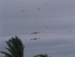 birds flying