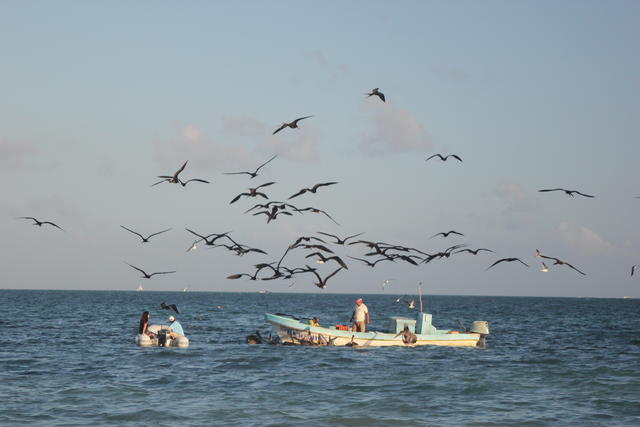 birds following fishingboat - free image