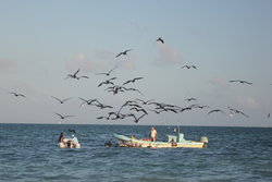 birds following fishingboat
