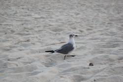 birds in the beach