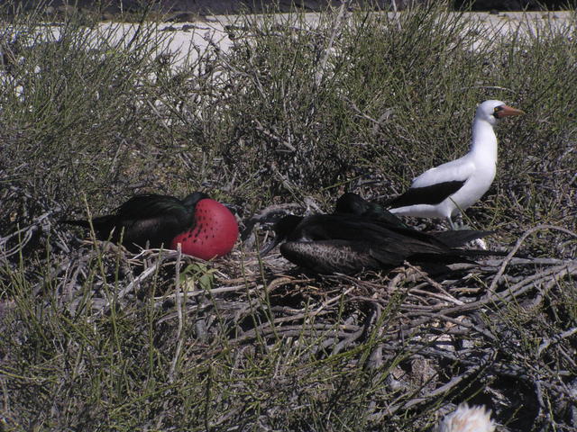 birds of Galapagos - free image